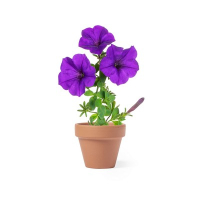 Doniczka do kwiatów, 5-8 nasion petunii i ziemia neutralny