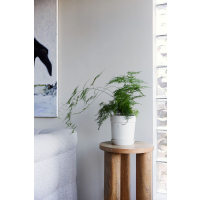 DONICZKA ELISE, ŚREDNIA BIAŁA