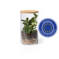 Szklane terrarium, nasiona kaktusa neutralny