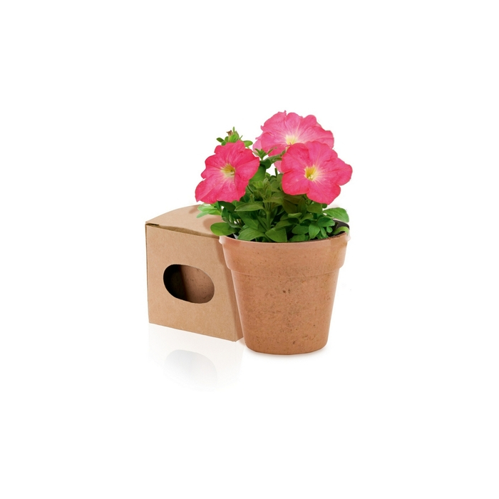 Doniczka do kwiatów, 5-8 nasion petunii i ziemia neutralny