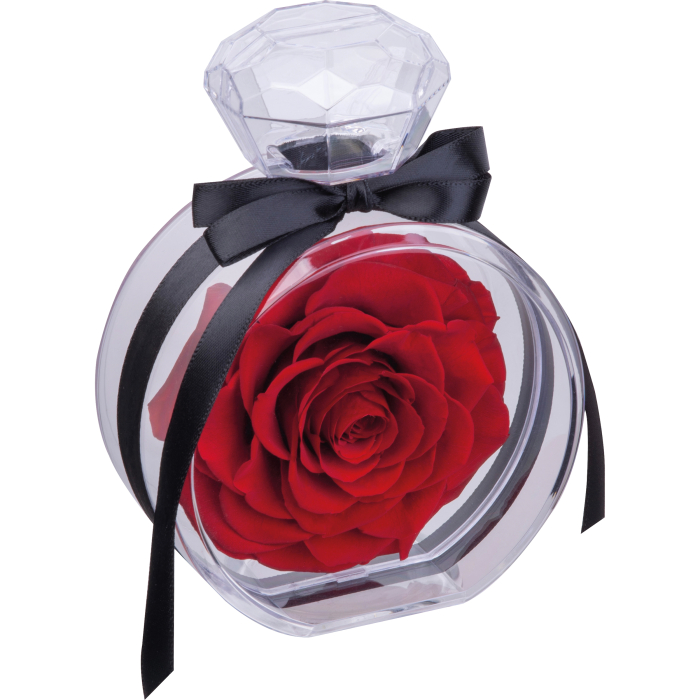 Róża dekoracyjna MARCELLA, czerwony